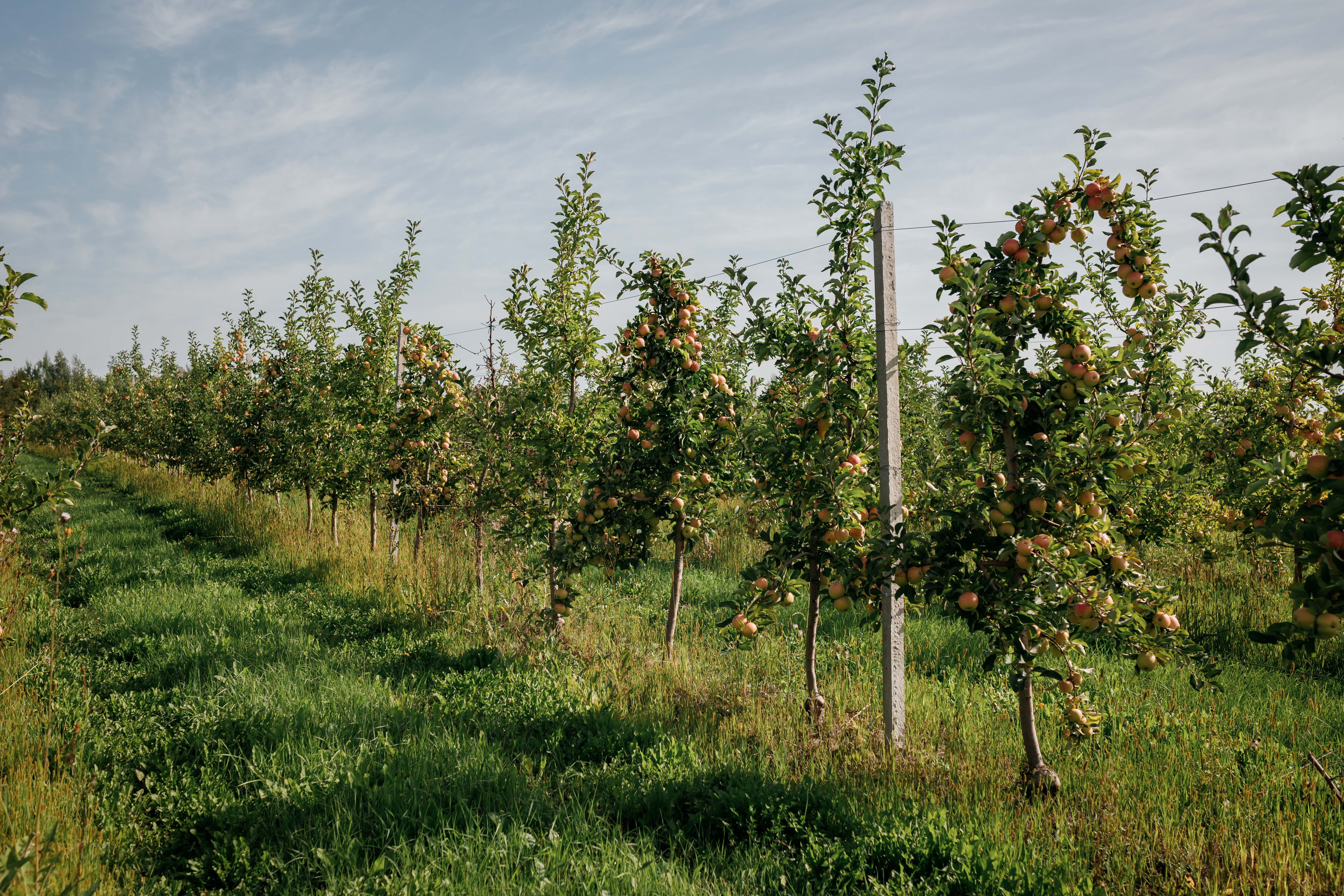 Sad se sloupovitými jabloněmi